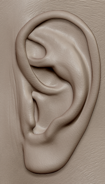 ear details