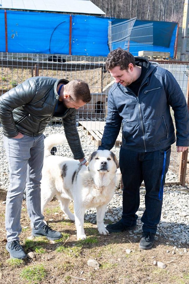 ASSIST Software showing support for the dogs from Animal Rescue Shelter