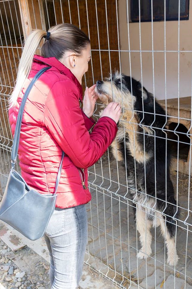 ASSIST Software showing support for the Animal Rescue Shelter "Casa lui Patrocle"
