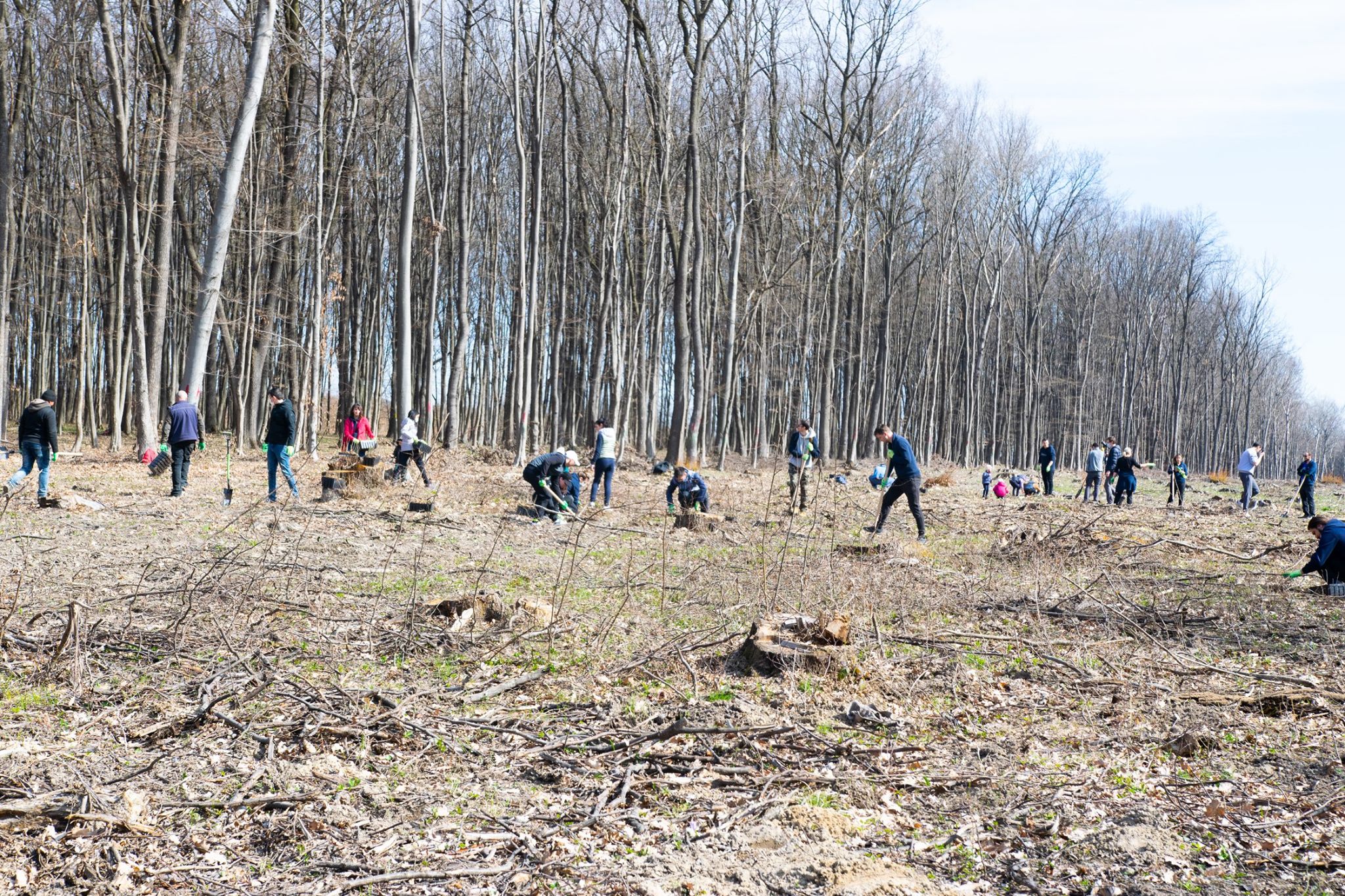 Trees planting action powered by ASSIST