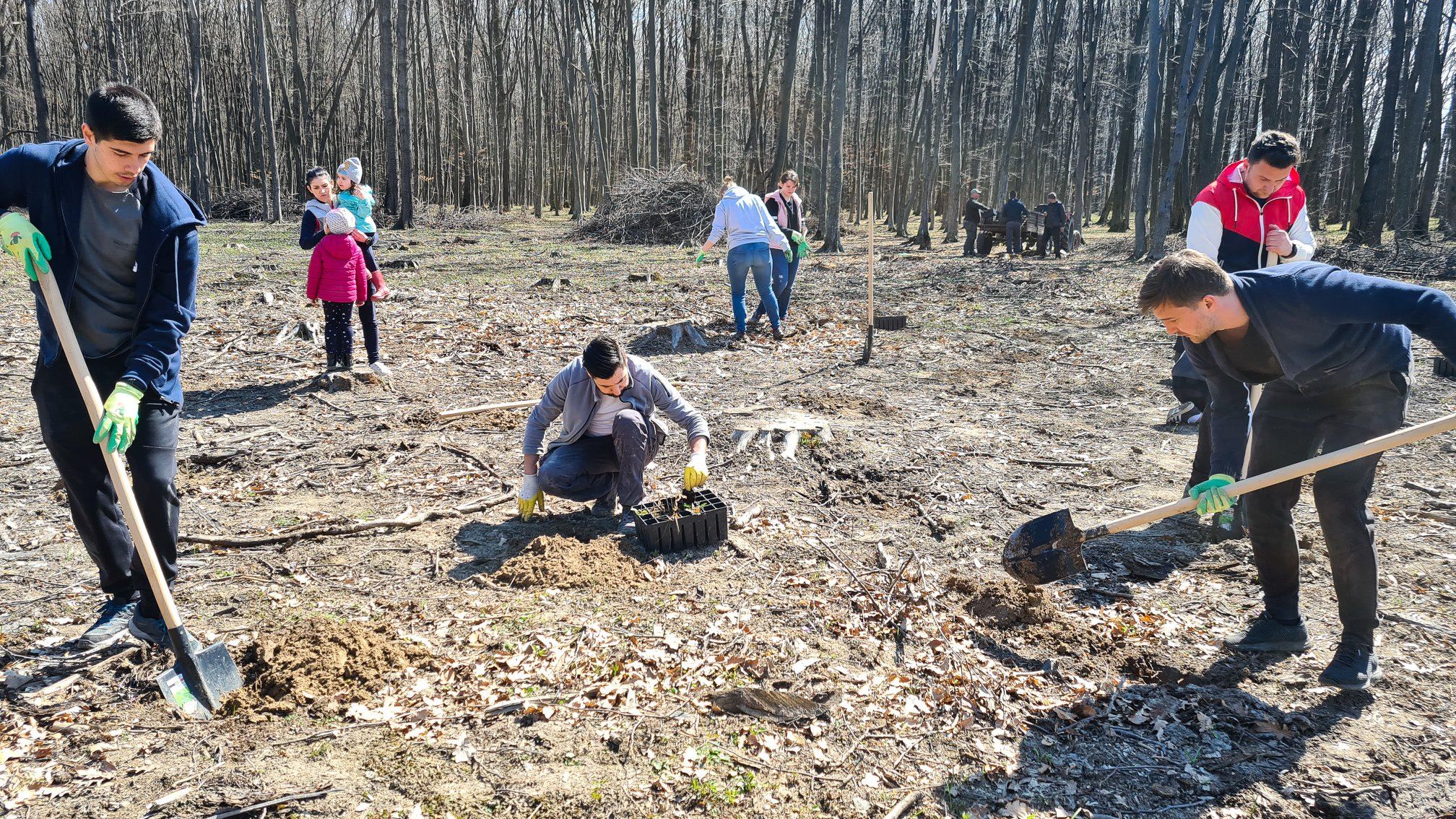 hard working colleagues planting trees