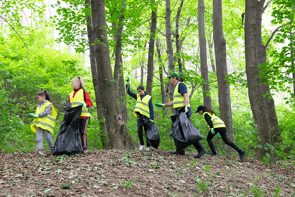 Cleaning the Forest