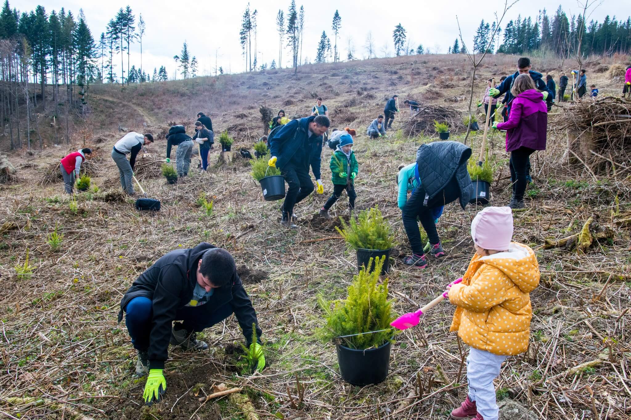 ASSIST planting trees.
