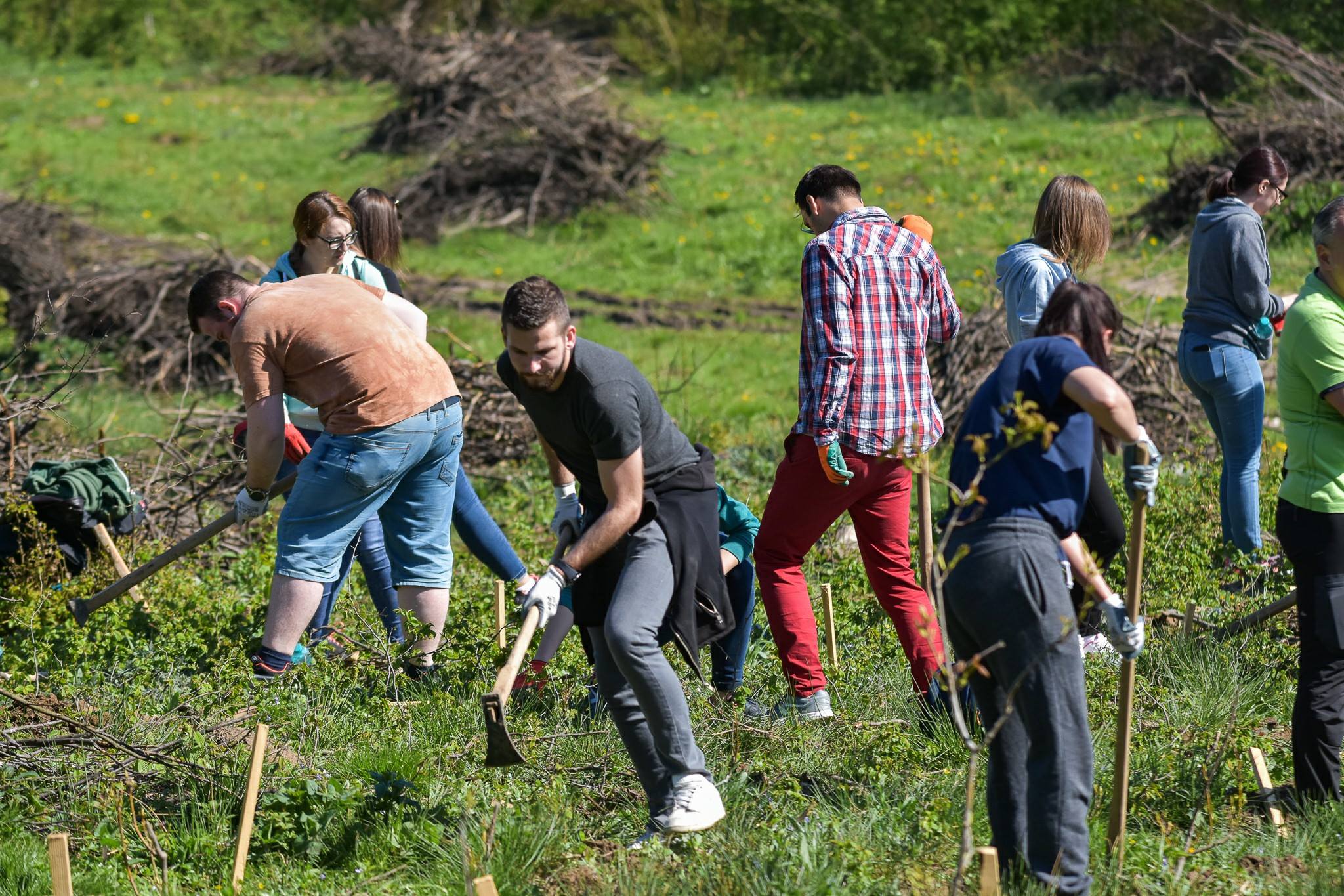 ASSIST Software’s team united their forces for a reforestation activity
